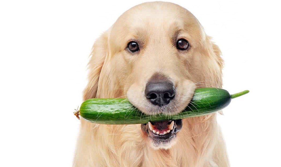 hond met komkommer