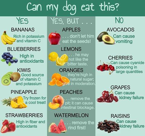 welk fruit wel of niet voor de hond